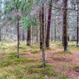 Загородный отель Комарово, фото гостя