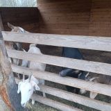 Коттедж Загородный Семейный коттедж, фото гостя