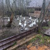 Коттедж Загородный Семейный коттедж, фото гостя