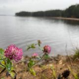 Гостевой дом Сосновый бор - коттеджи на Селигере, фото гостя