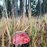 Гостевой дом Сосновый бор - коттеджи на Селигере, фото гостя