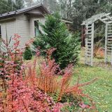 Гостевой дом Сосновый бор - коттеджи на Селигере, фото гостя