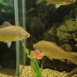 База отдыха Иволга, фото гостя