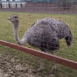 База отдыха Иволга, фото гостя