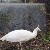 База отдыха Иволга, фото гостя