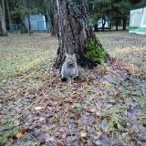 Загородный отель Тихий лес, фото гостя