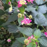 Гостевой дом Альмира, фото гостя