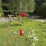 Адлер, фото отдыхающего в ноябре