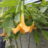 Адлер, фото отдыхающего в ноябре