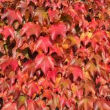 Гостевой дом Крым. Ностальжи, фото гостя