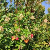 Гостевой дом Крым. Ностальжи, фото гостя