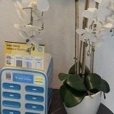 Отель Astra de Rosa, фото гостя