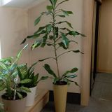 Гостиница Летучая мышь, фото гостя