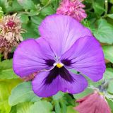 Пансионат Кавказ, фото гостя