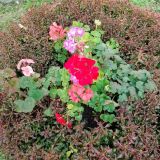 Пансионат Кавказ, фото гостя