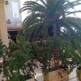 На веранде. Прямо на территории красивая пальма!