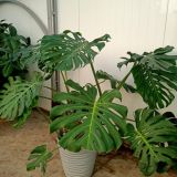 База отдыха Предгорье, фото гостя