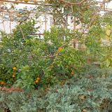 Гостевой дом Олимпия на Ивовом переулке, фото гостя