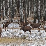 Отель-заповедник Лесное, фото гостя