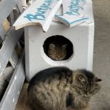 Гостевой дом Арт-деревня Витланд, фото гостя