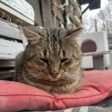 Гостевой дом Арт-деревня Витланд, фото гостя