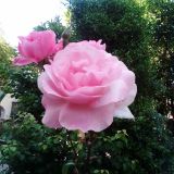 Адлерский район, фото отдыхающего в декабре