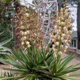 Алушта, фото отдыхающего в декабре