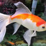 Санаторий София, фото гостя