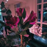 Апартаменты Домант на Романова 60/1, фото гостя