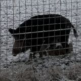 Отель-заповедник Лесное, фото гостя