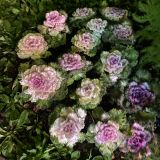 Юг России, фото отдыхающего в декабре