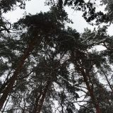 Санаторий Бобачевская роща, фото гостя