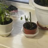 Гостевой дом Мама я дома / Невский Проспект, фото гостя