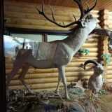 База отдыха Кура-Цеце, фото гостя