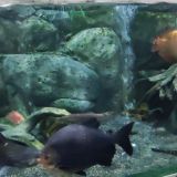 Сочи Парк Отель, фото гостя