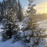 База отдыха Снегурия, фото гостя