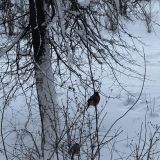 Пересвет, фото отдыхающего в январе