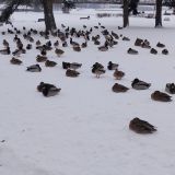 Поволжье, фото отдыхающего в январе