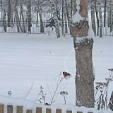 Коттедж Николо-поле, фото гостя