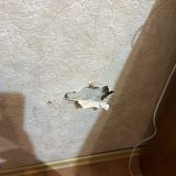 Гостиница Гвардейская, фото гостя