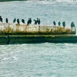 Крым, фото отдыхающего в январе