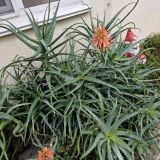 Гостевой дом Palma Раrk, фото гостя