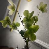 Отель Helen, фото гостя