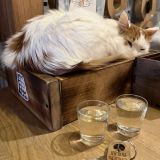 Гостевой дом Три кота, фото гостя