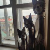 Меблированные комнаты Мишаня, фото гостя