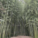Сочи, фото отдыхающего в апреле