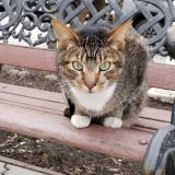 Отель Матисов Домик у Новой Голландии, фото гостя