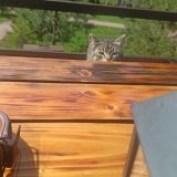 Гостевой дом Рай в шалаше в Светлом, фото гостя