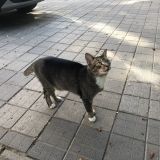 Отель Матисов Домик у Новой Голландии, фото гостя