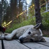База отдыха Телецкое Золотое, фото гостя